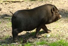 Hängebauchschwein-Junges-7999.jpg